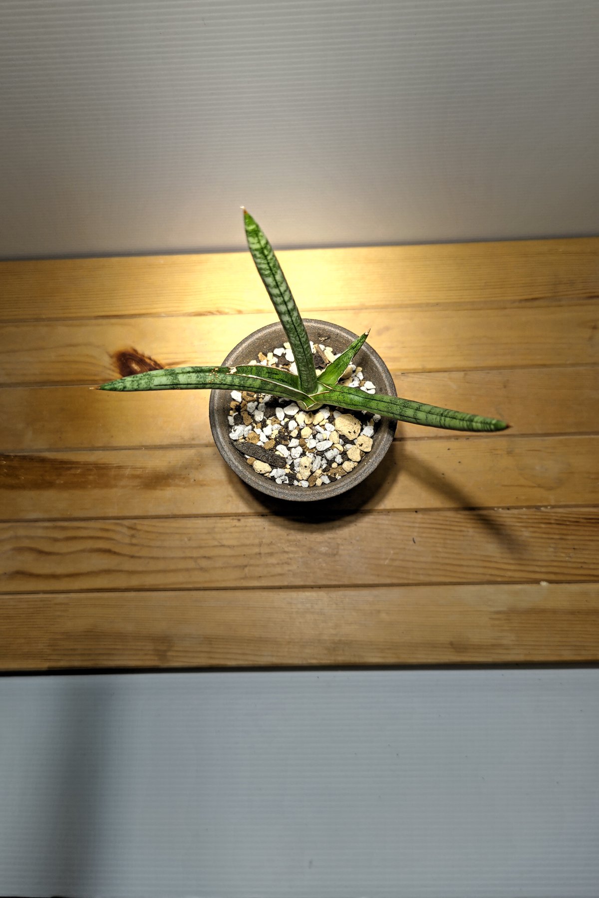 サンセベリア サッフルティコーサ シルバー | いかれ植物屋