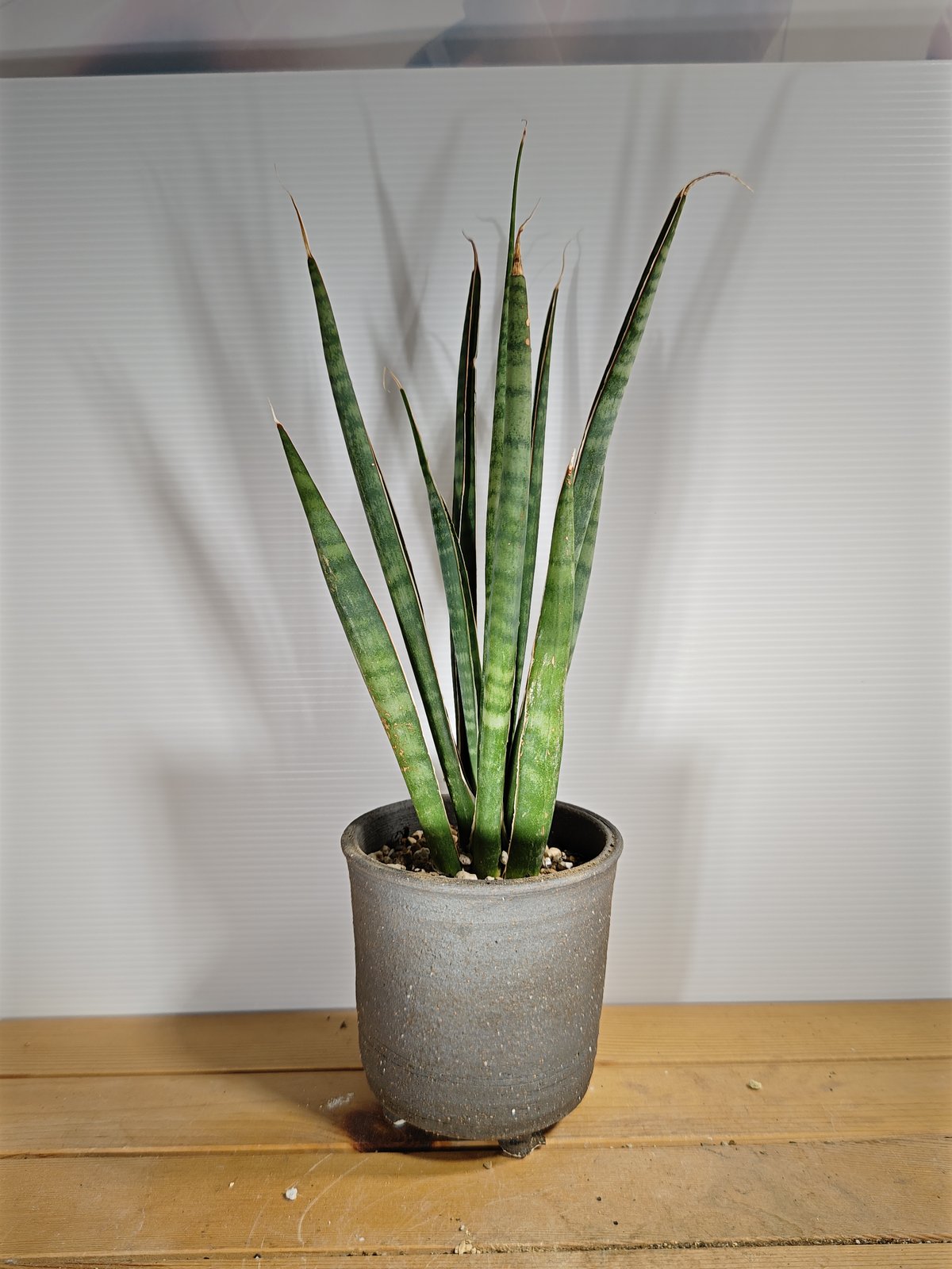 サンセベリア アエチオピカ | いかれ植物屋 CrazyMenAdventure