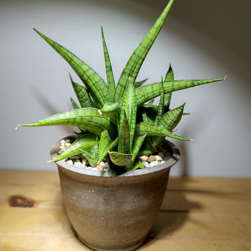 サンセベリア ハイブリッドfromインドネシア | いかれ植物屋