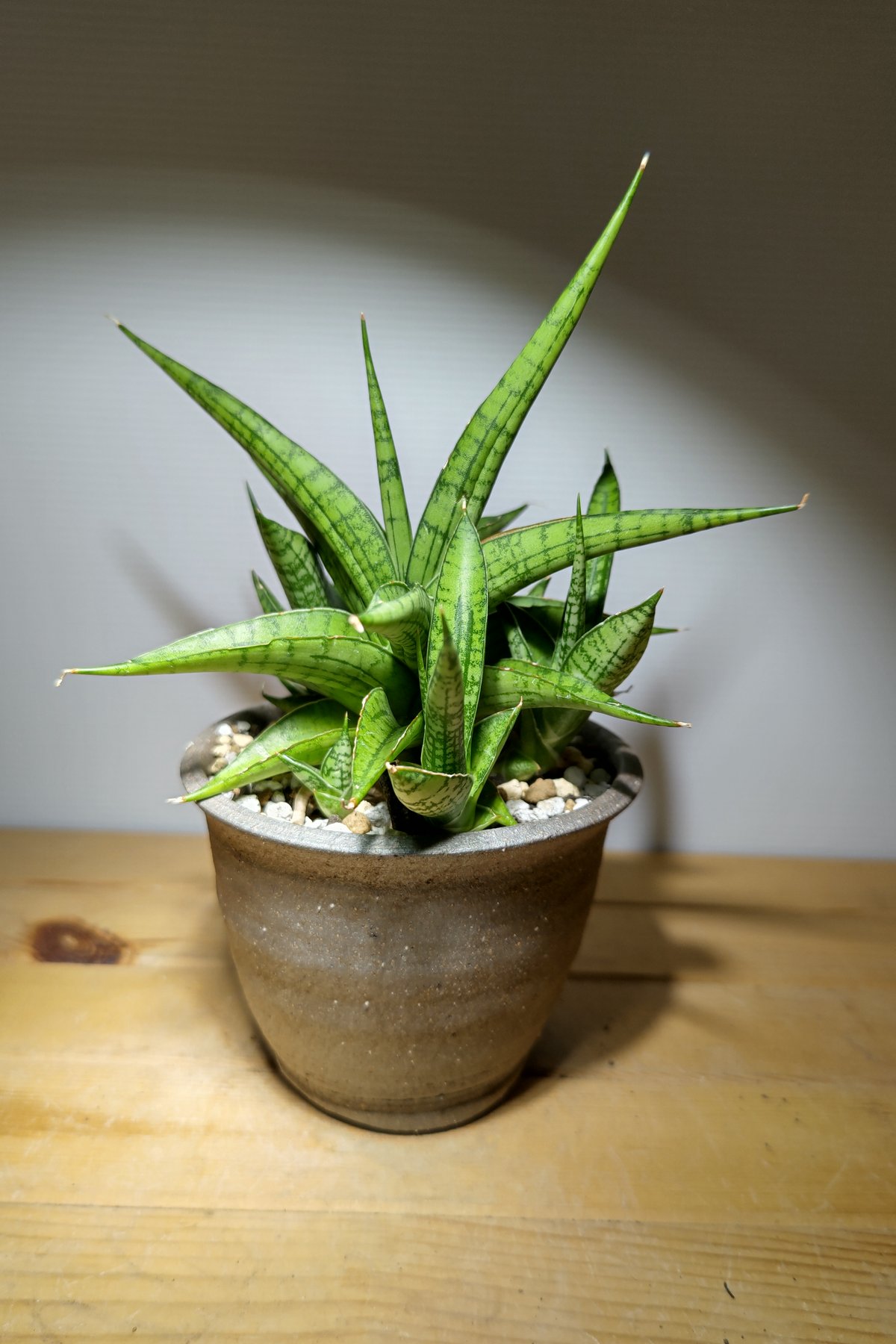 サンセベリア ハイブリッドfromインドネシア | いかれ植物屋