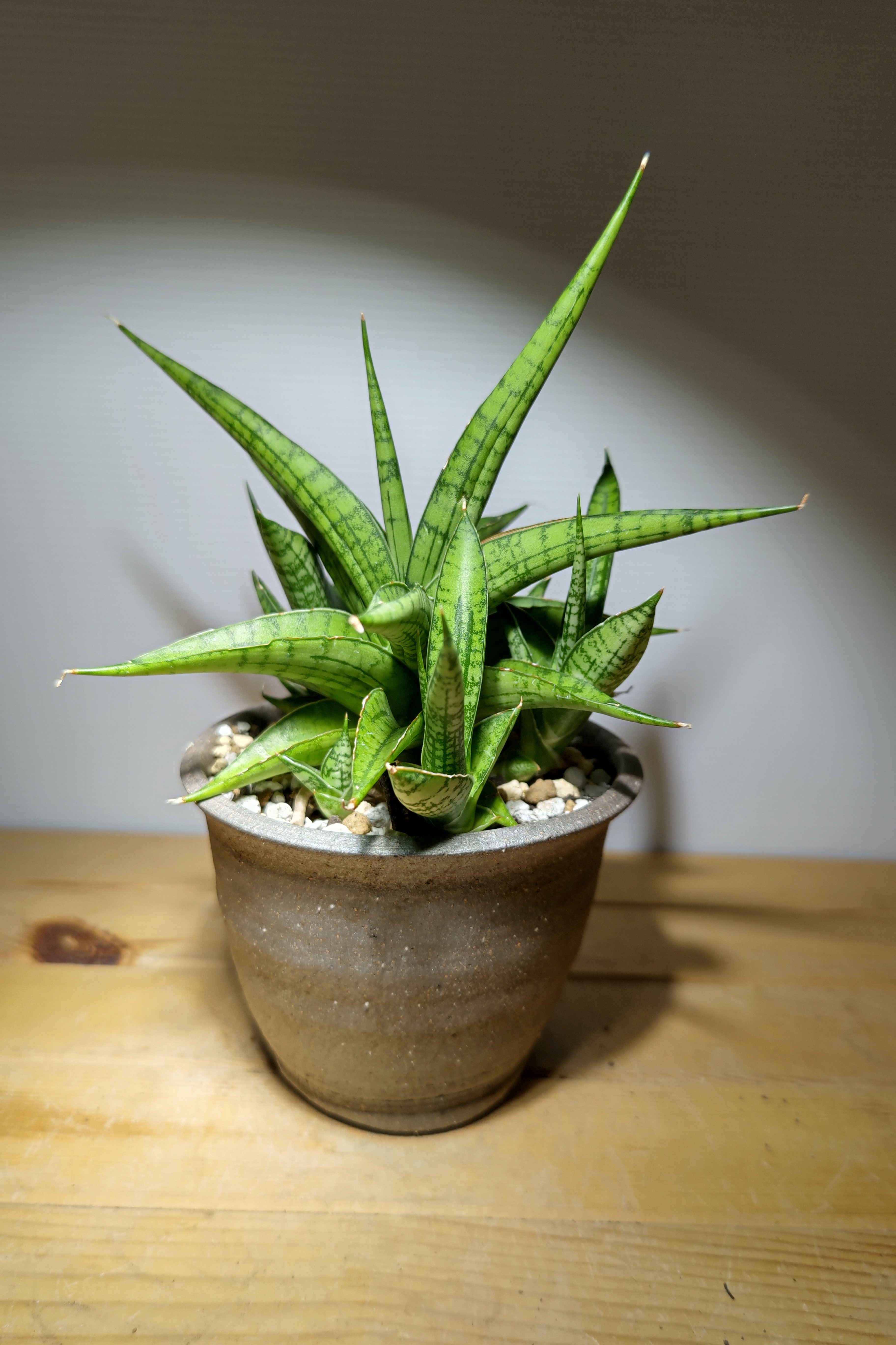 サンセベリア ハイブリッドfromインドネシア | いかれ植物屋