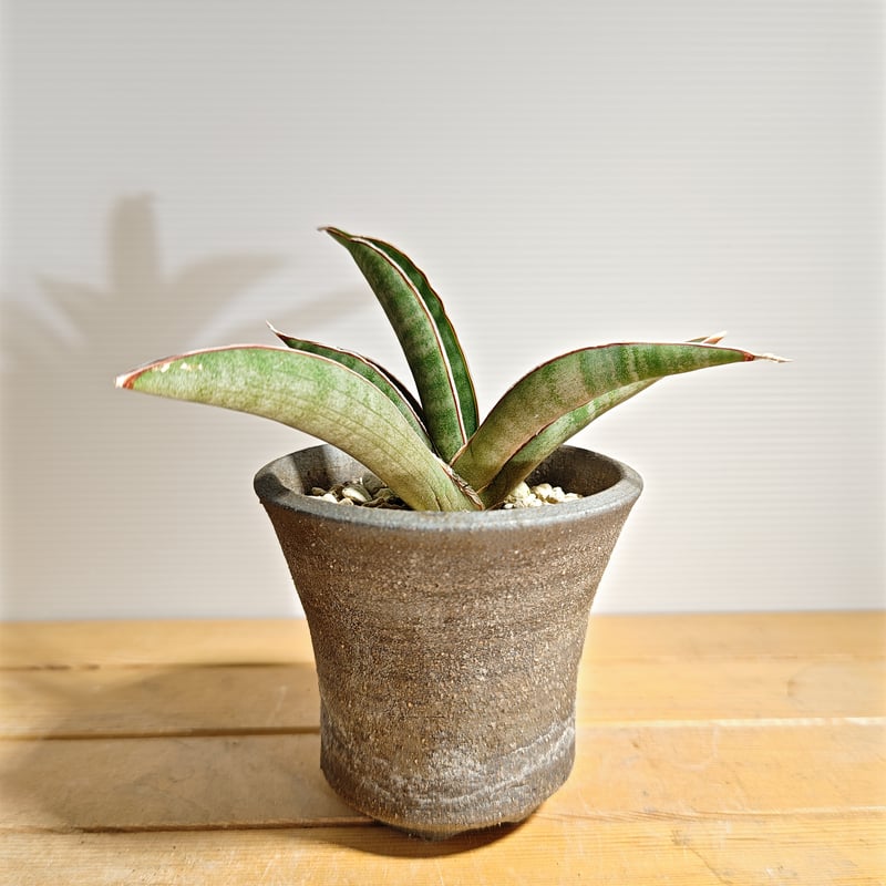 サンセベリア プフィステリー | いかれ植物屋 CrazyMenAdventure