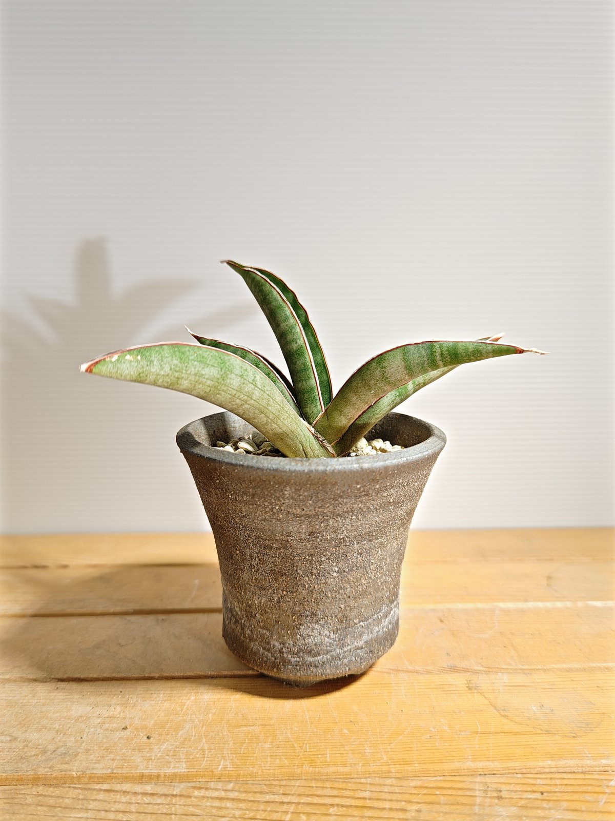 サンセベリア プフィステリー | いかれ植物屋 CrazyMenAdventure