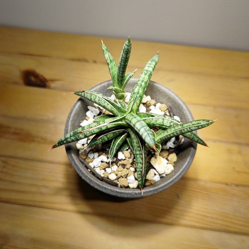 サンセベリア ラブラノス1970 | いかれ植物屋 CrazyMenAdventure