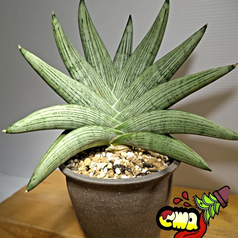 サンセベリア ルーキー 1 | いかれ植物屋 CrazyMenAdventure