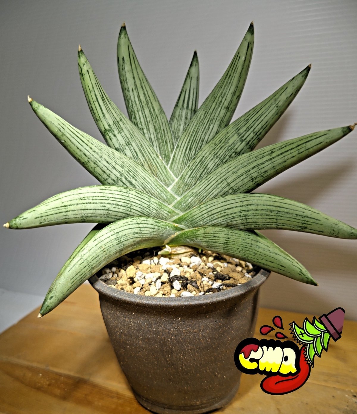 サンセベリア ルーキー 1 | いかれ植物屋 CrazyMenAdventure