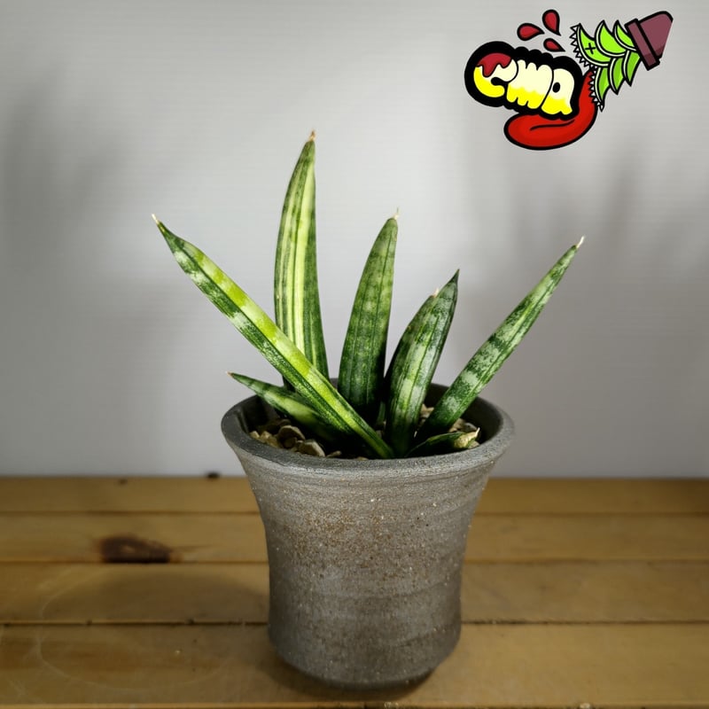 サンセベリア ボンセレンシス 斑入り | いかれ植物屋 サンセベリア ボンセレンシス 斑入り | いかれ植物屋