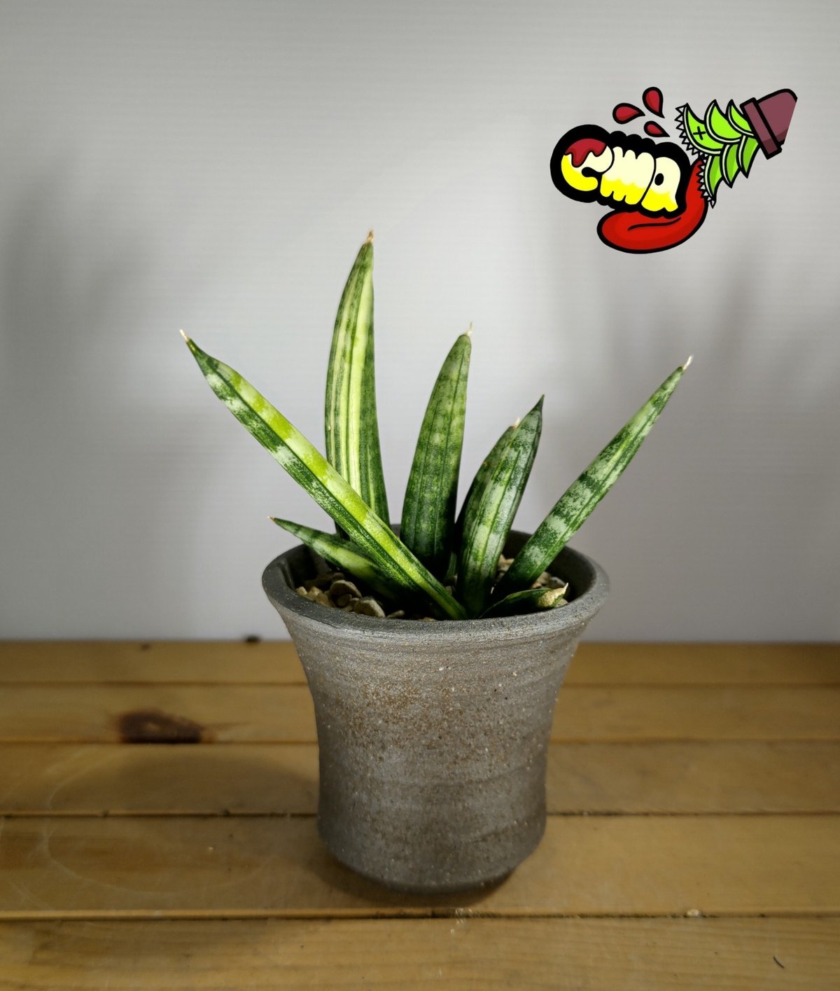 サンスベリア ボンセレンシス 極上斑入り サンセベリア sansevieria サンスベリア ボンセレンシス 極上斑入り サンセベリア