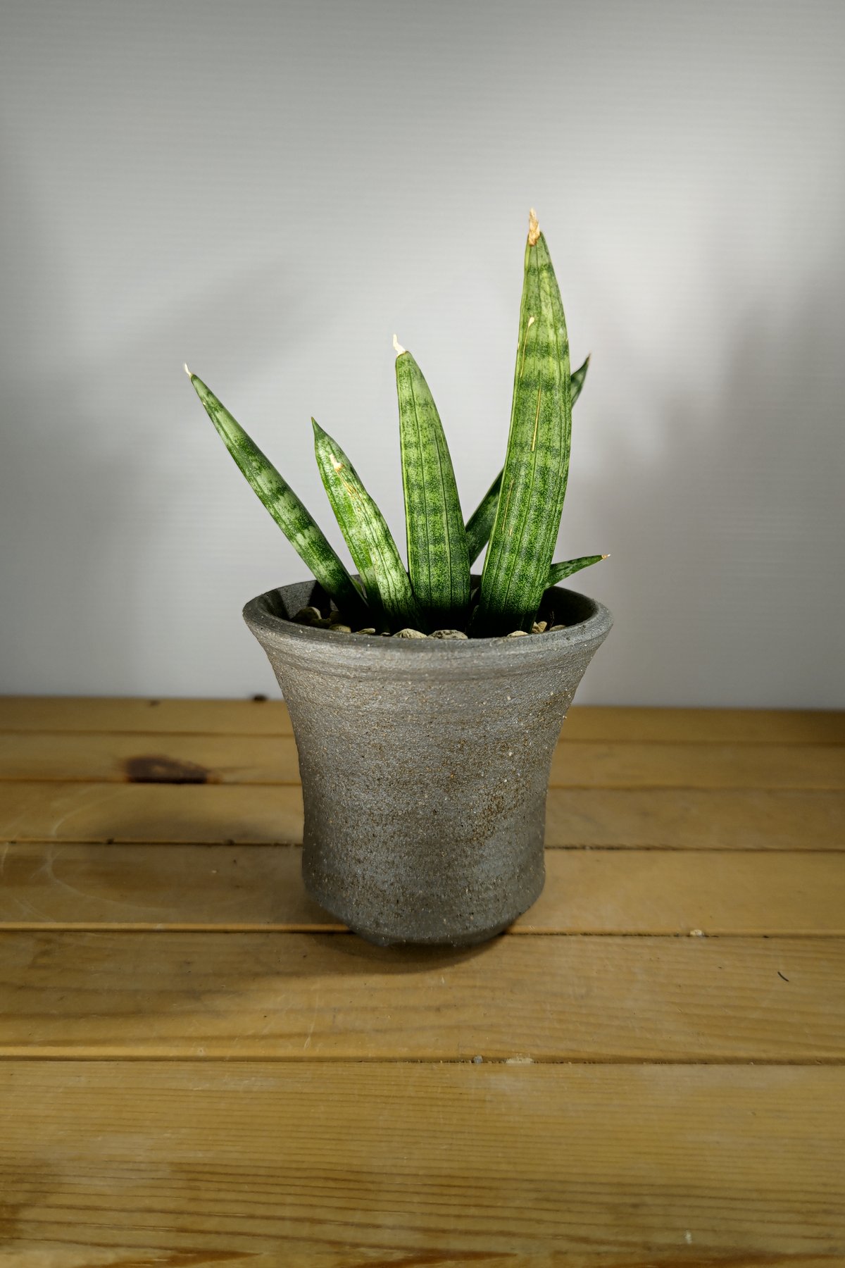 サンスベリア ボンセレンシス 斑入り サンセベリア sansevieria サンスベリア ボンセレンシス