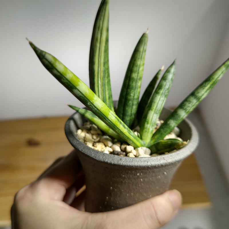 サンセベリア ボンセレンシス 斑入り | いかれ植物屋