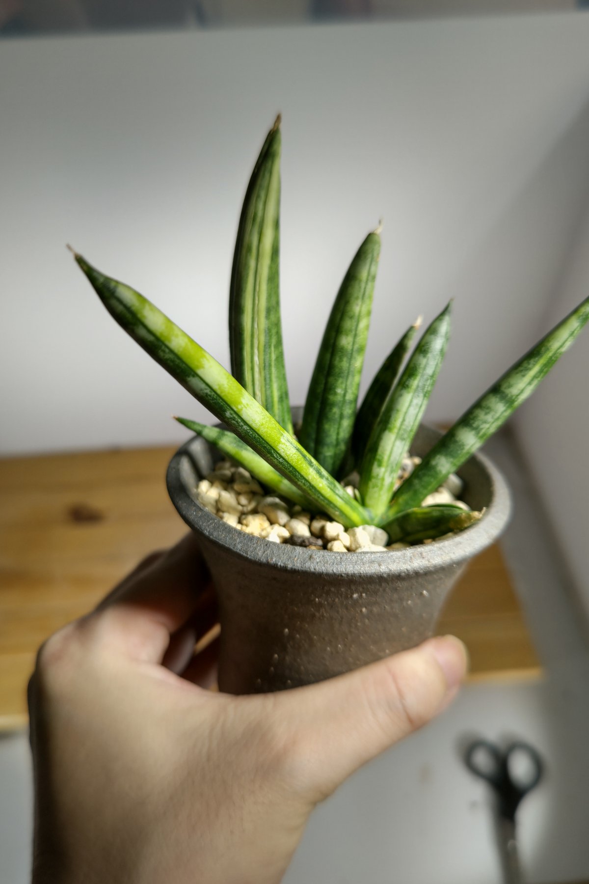 サンスベリア ボンセレンシス 斑入り サンセベリア sansevieria サンセベリア：ボンセレンシス・ドワーフ斑入り 2.5鉢植え24-01