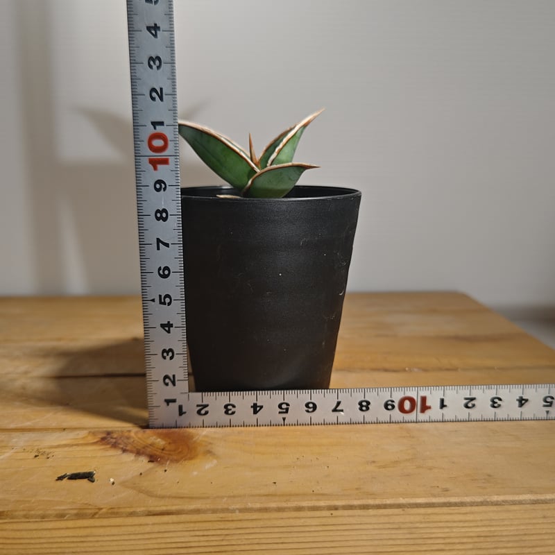 サンセベリア ピングイキュラ 斑入り 子株 | いかれ植物屋