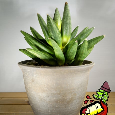 サンスベリア ヘッジホッグ 1 マルガ Sansevieria Hedgehog