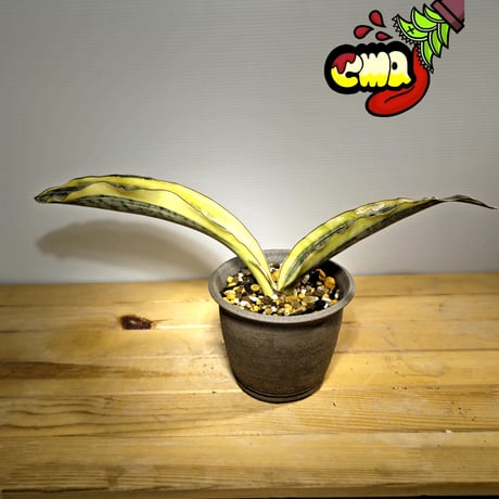 CATEGORY サンセベリア | いかれ植物屋 CrazyMenAdventure