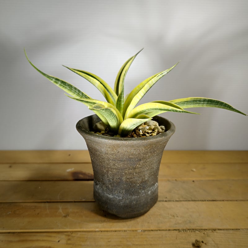 サンセベリア サイアムゴールド | いかれ植物屋 CrazyMenAdventure