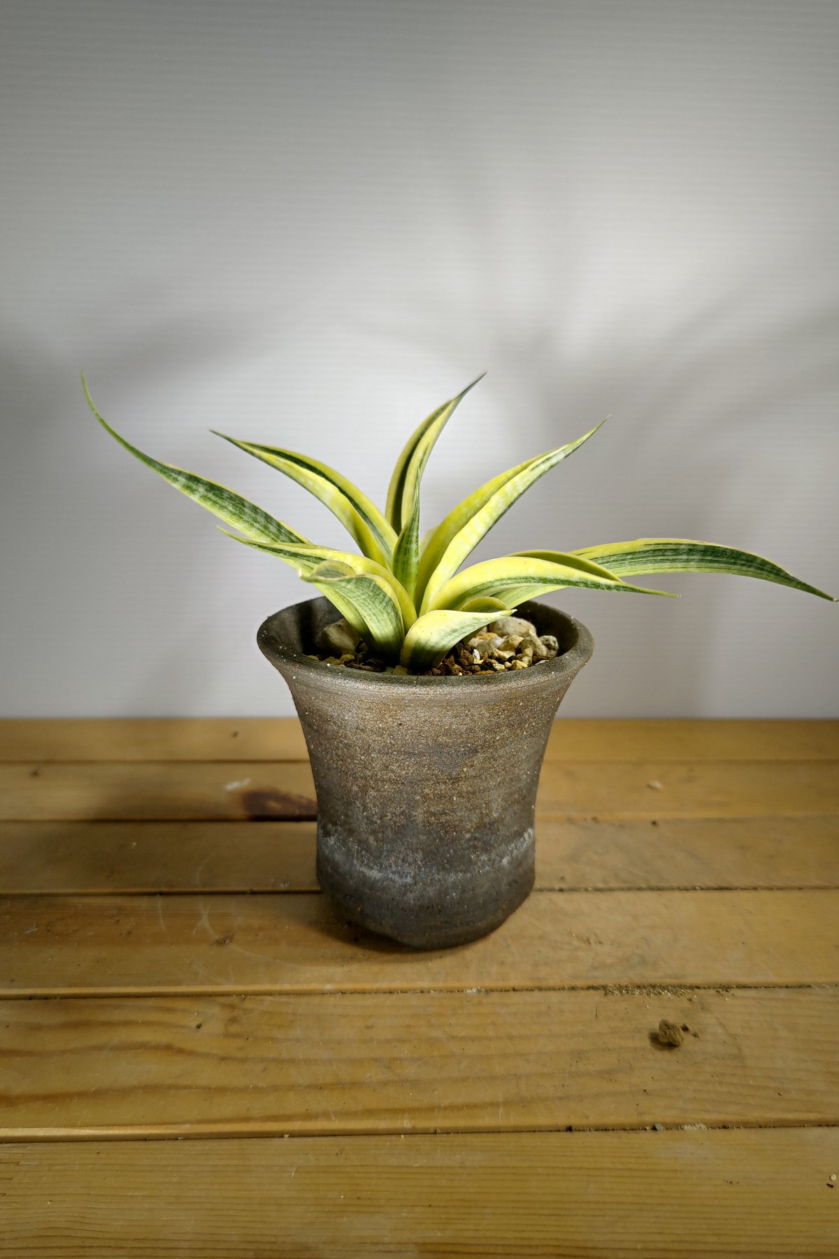 サンセベリア サイアムゴールド | いかれ植物屋 CrazyMenAdventure