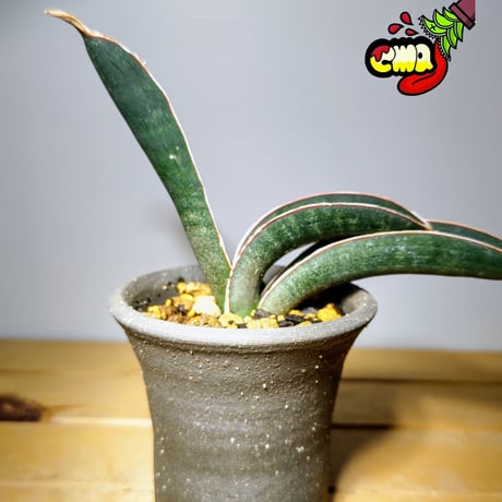 ブルーバット | STORES