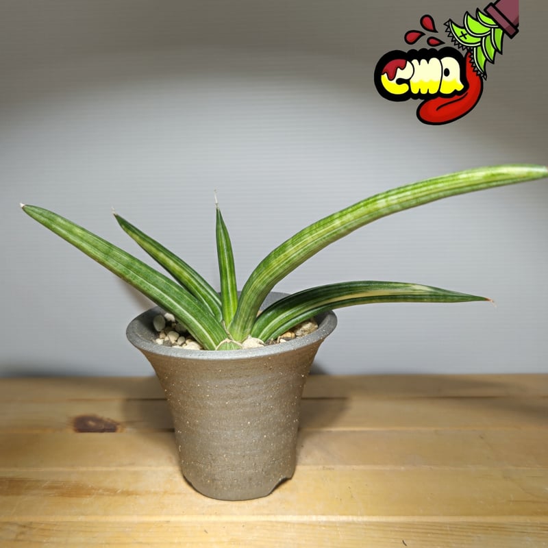 サンセベリア パテンス 斑入り | いかれ植物屋 CrazyMenAdventure サンセベリア パテンス 斑入り | いかれ植物屋 CrazyMenAdventure