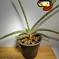 サンセベリア アエチオピカ | いかれ植物屋 CrazyMenAdventure