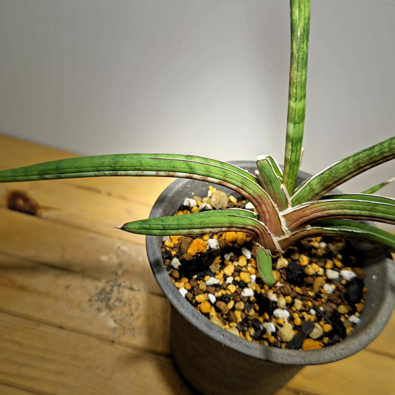 サンセベリア ズールーランド | いかれ植物屋 CrazyMenAdventure