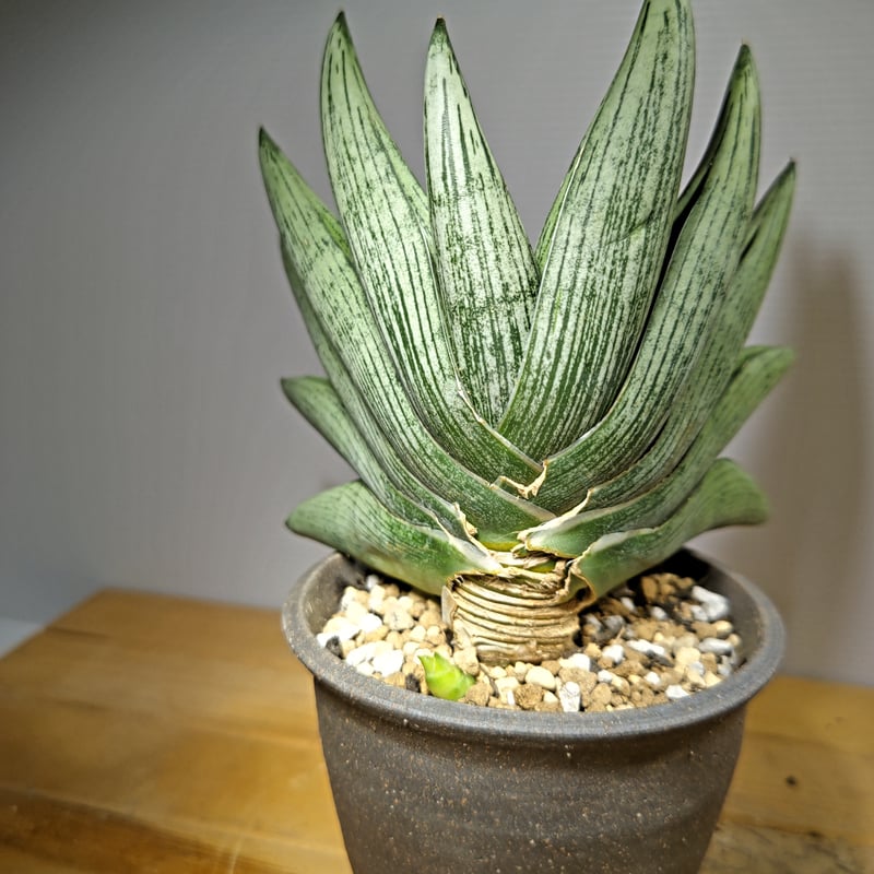 【美株】サンスベリアルーキー 塊根植物 コーデックス 多肉 サンセベリア 美株】サンスベリアルーキー 塊根植物 コーデックス 多肉