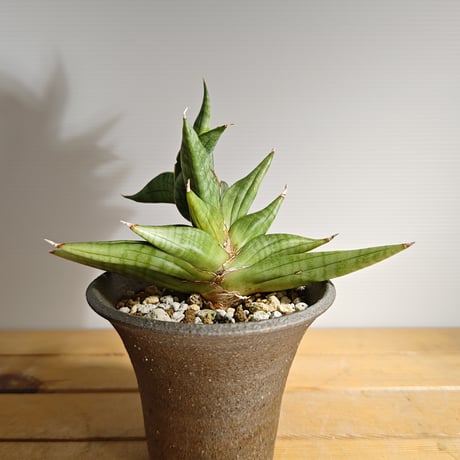 サンスベリア Ch15064 子株付き Sansevieria CH-15064 - メルカリ