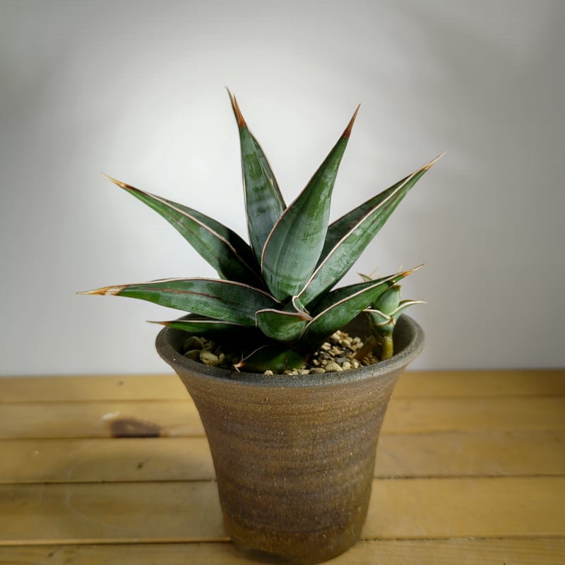 サンセベリア ピングイキュラ | いかれ植物屋 CrazyMenAdventure