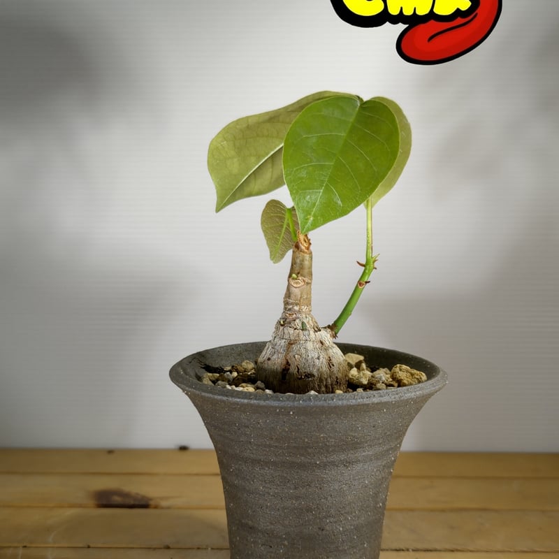 ボンバックス　　4号鉢（鉢ごと発送） ボンバックス 鉢ごと発送 【公式通販】