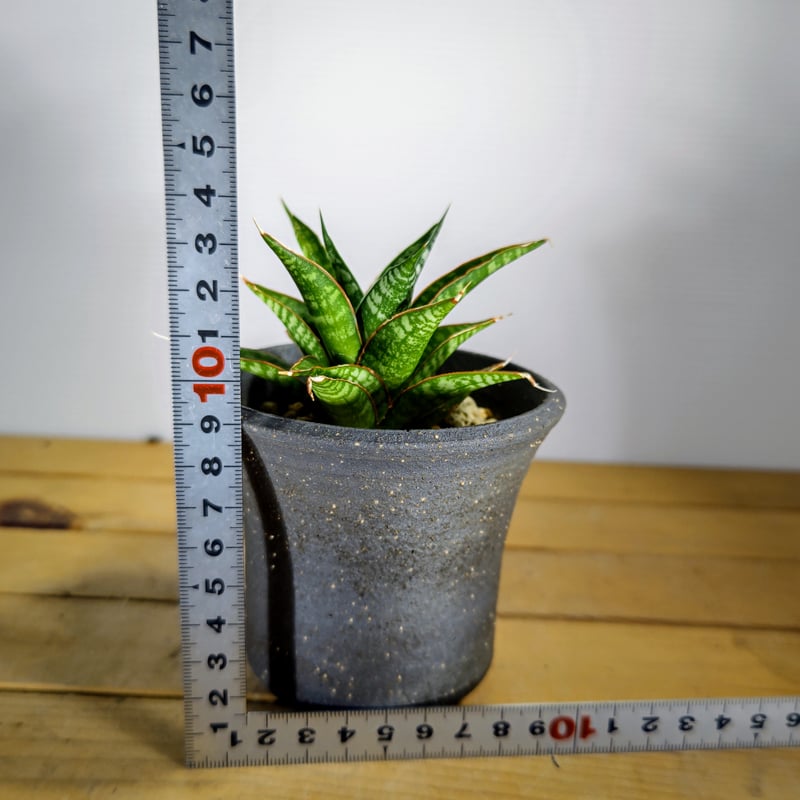 サンセベリア バンテン | いかれ植物屋 CrazyMenAdventure サンセベリア バンテン | いかれ植物屋 CrazyMenAdventure