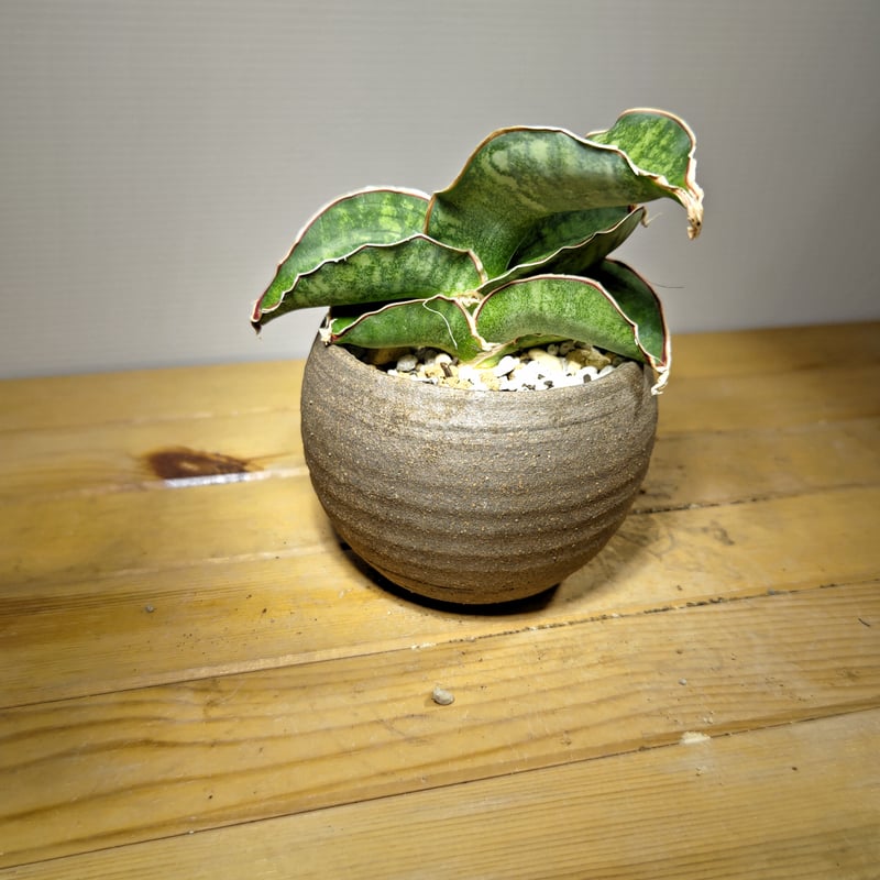 サンセベリア ドラゴンウィング | いかれ植物屋 CrazyMenAdventure