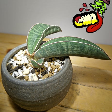 セール対象外　斑入り　サンセベリア　ピンクバット　サンスベリア 園芸ネット本店｜サンセベリア：ハリー ピンクバット 2.5号 の通販【公式】