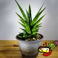 サンセベリア ボンセレンシス 斑入り | いかれ植物屋 CrazyMenAdventure