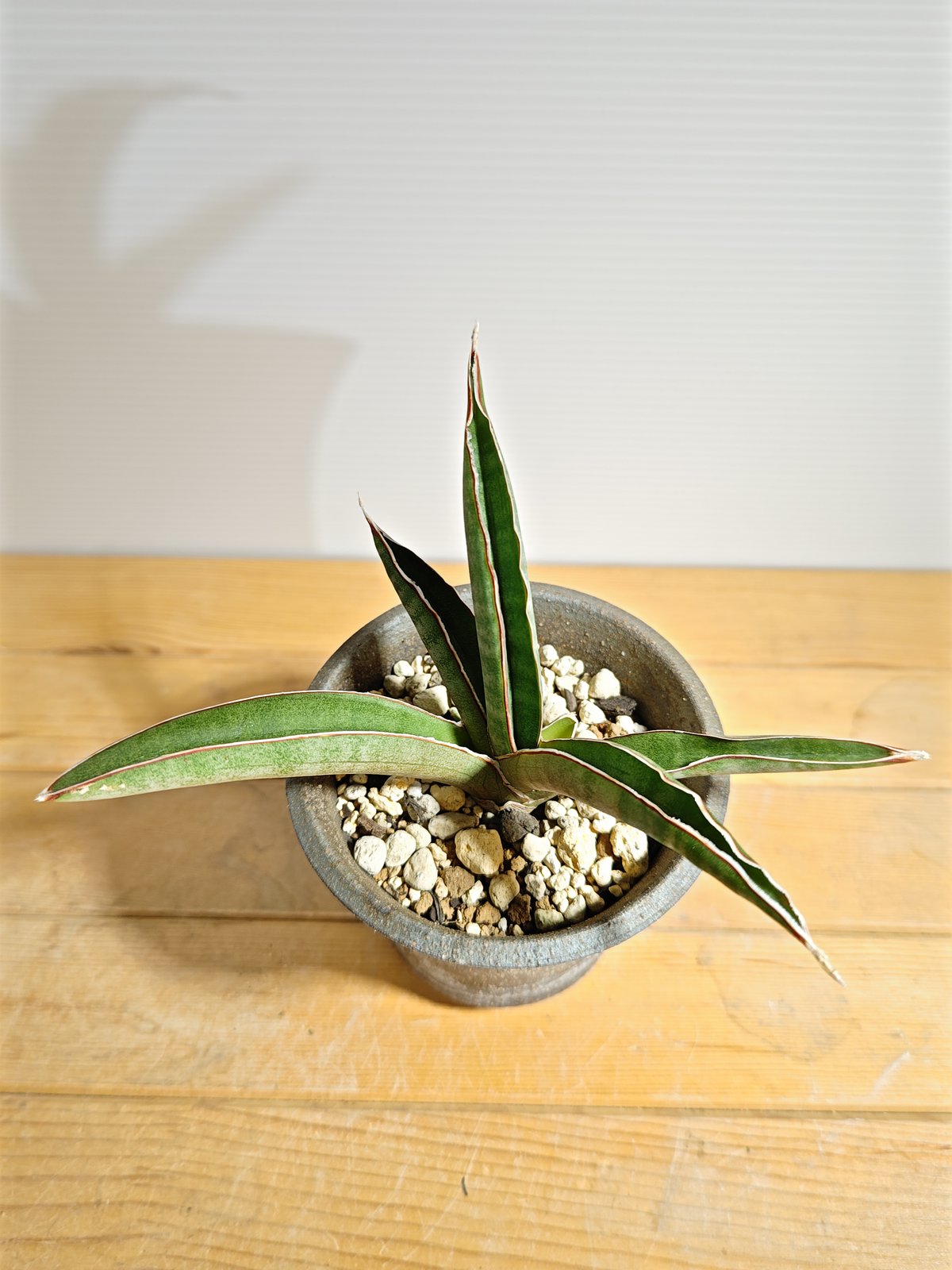 サンセベリア プフィステリー | いかれ植物屋 CrazyMenAdventure