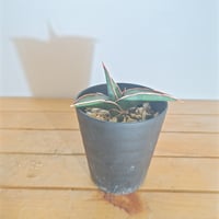 サンセベリア サッフルティコーサ シルバー | いかれ植物屋