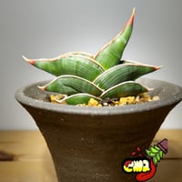 サンセベリア アエチオピカ | いかれ植物屋 CrazyMenAdventure