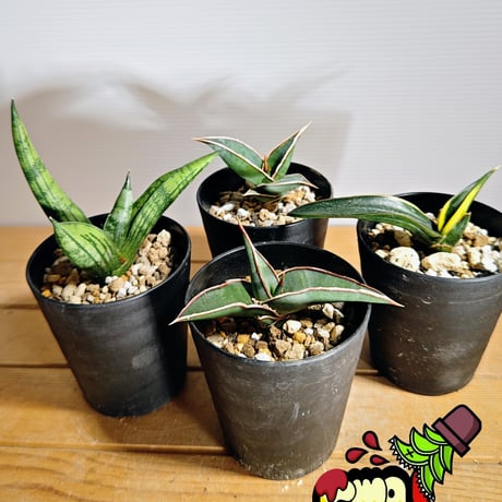 専用］アガベ 子株 セット 2025年最新】アガベ 子株 セットの人気