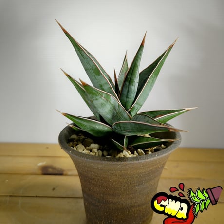 CATEGORY サンセベリア | いかれ植物屋 CrazyMenAdventure CATEGORY サンセベリア | いかれ植物屋 CrazyMenAdventure