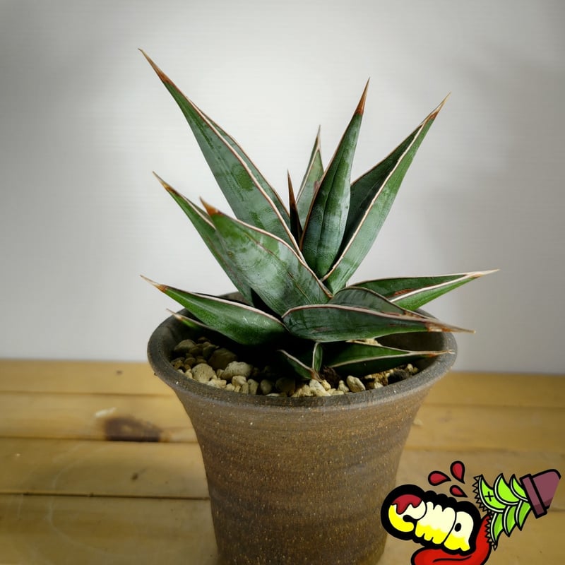 サンセベリア ピングイキュラ | いかれ植物屋 CrazyMenAdventure