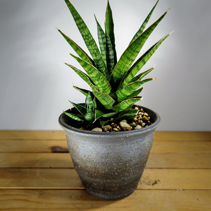 サンスベリア スイートセロリ | いかれ植物屋 CrazyMenAdventure