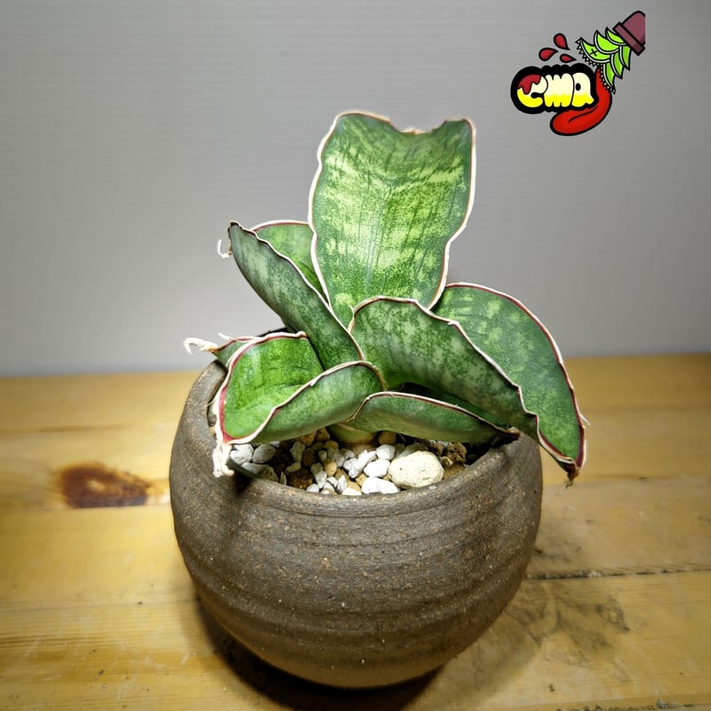 サンセベリア ドラゴンウィング | いかれ植物屋 CrazyMenAdventure