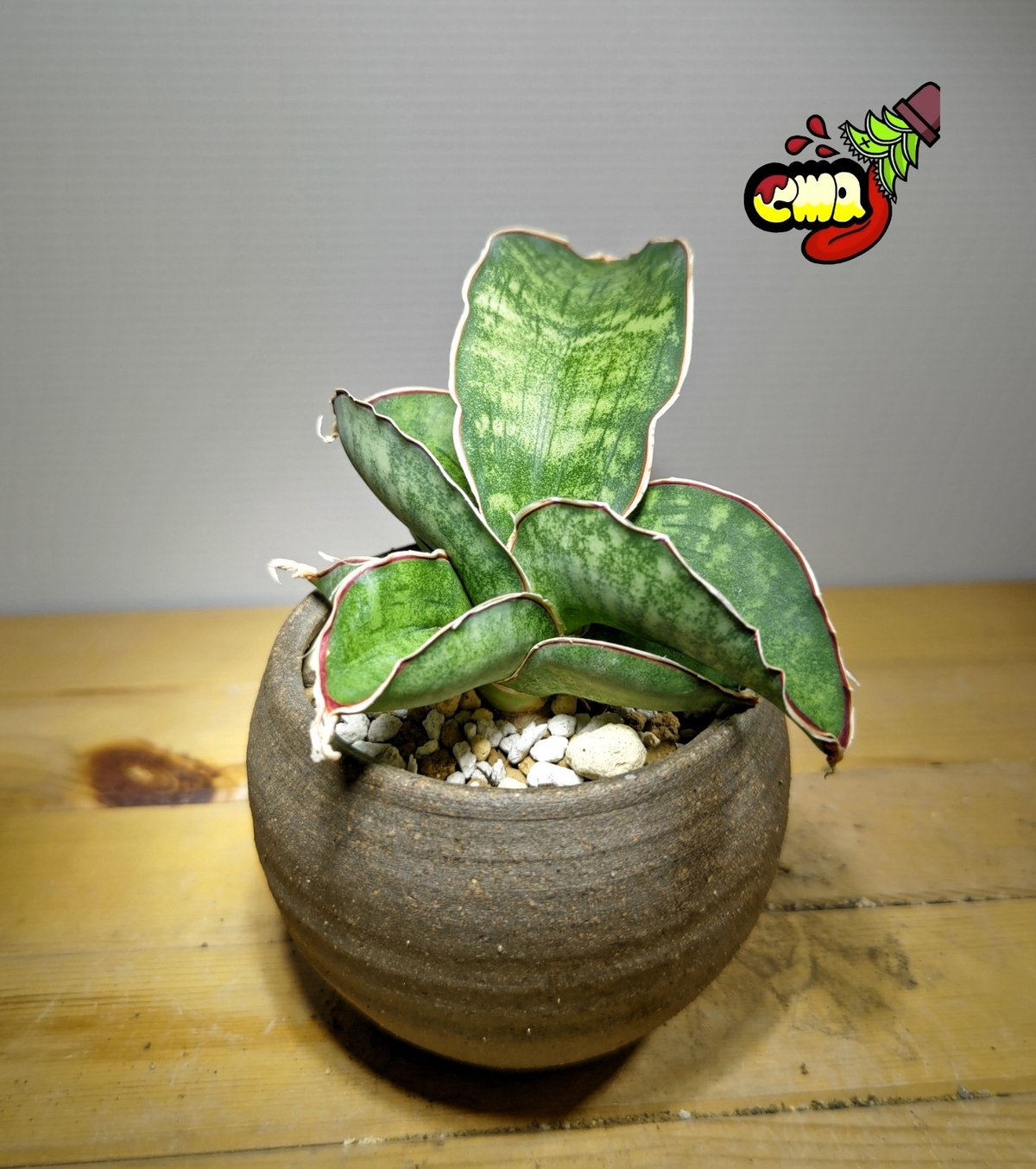 最新のデザイン ドラゴンウィング サンセベリア | CrazyMenAdventure いかれ植物屋 サンスベリア