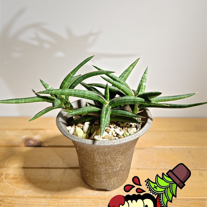 サンセベリア バリー | いかれ植物屋 CrazyMenAdventure