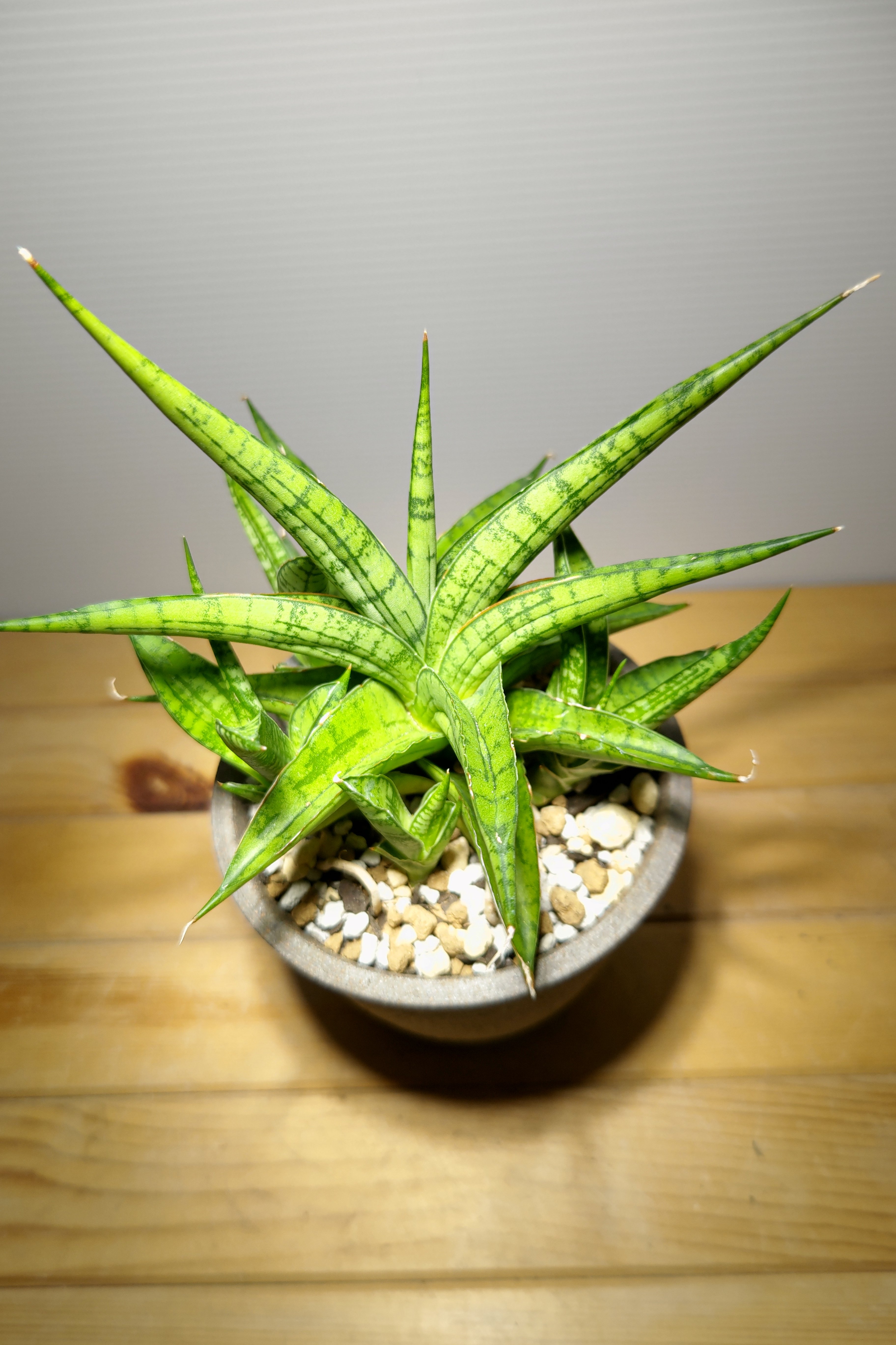 サンセベリア ハイブリッドfromインドネシア | いかれ植物屋
