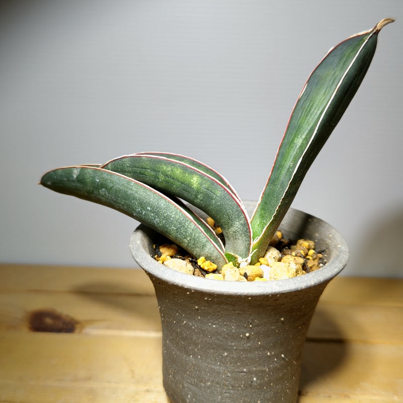 サンセベリア ハリー ブルーバット | いかれ植物屋 CrazyMenAdventure