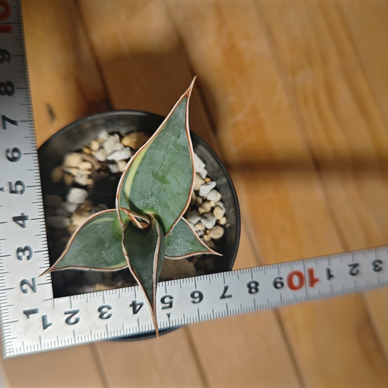 サンセベリア ピングイキュラ 斑入り 子株 | いかれ植物屋