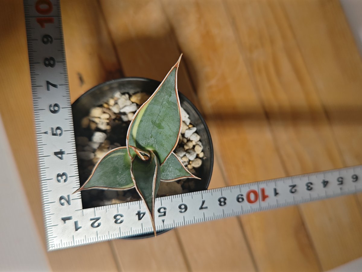 サンセベリア ピングイキュラ 斑入り 子株 | いかれ植物屋