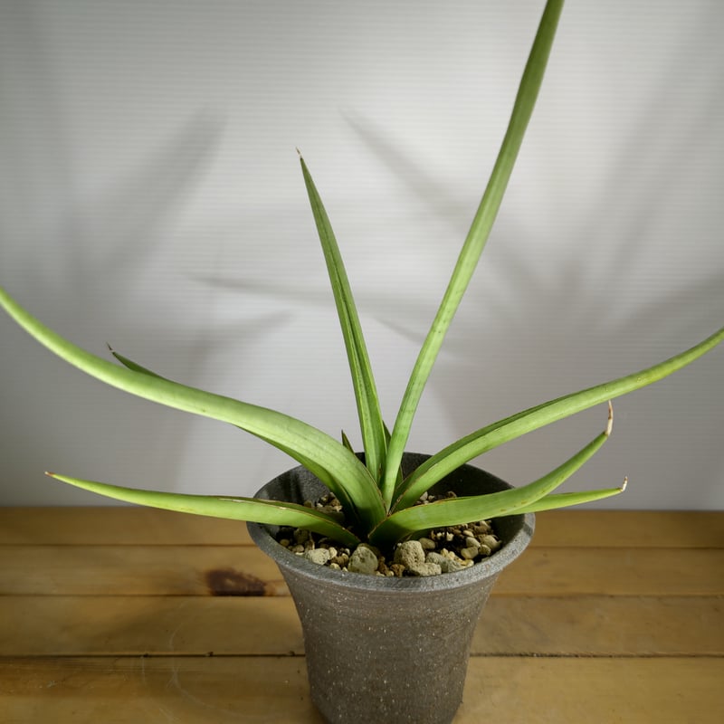 サンスベリア ダンシングドラゴン超希少ビッグサイズ