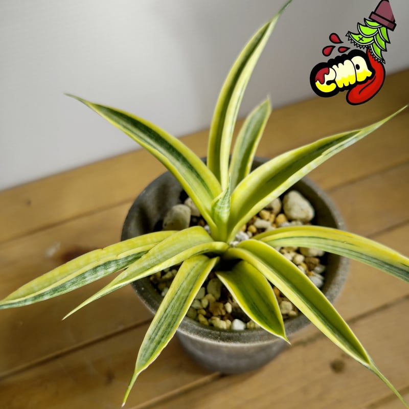 サンセベリア サイアムゴールド | いかれ植物屋 CrazyMenAdventure