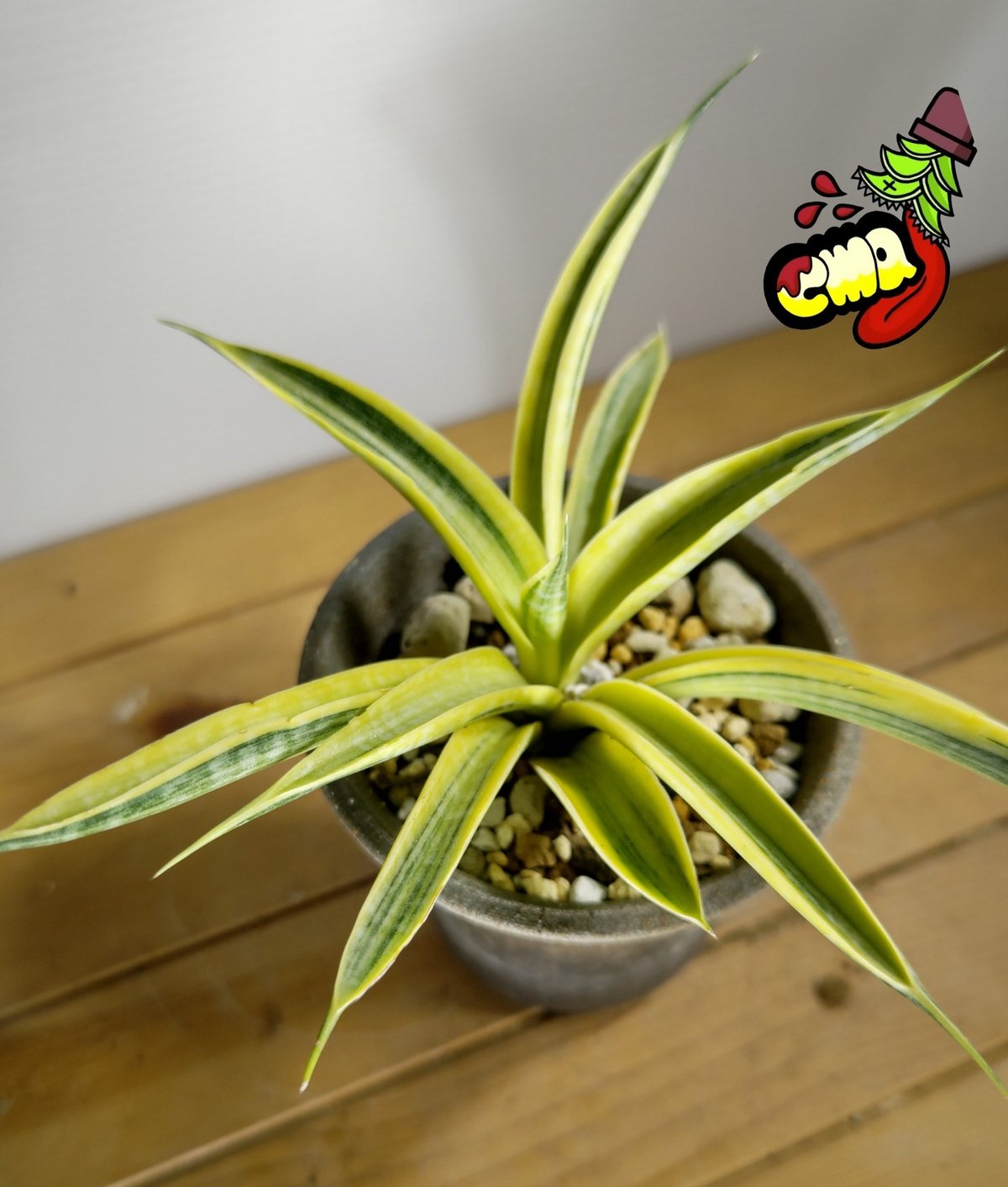 サンセベリア サイアムゴールド | いかれ植物屋 CrazyMenAdventure