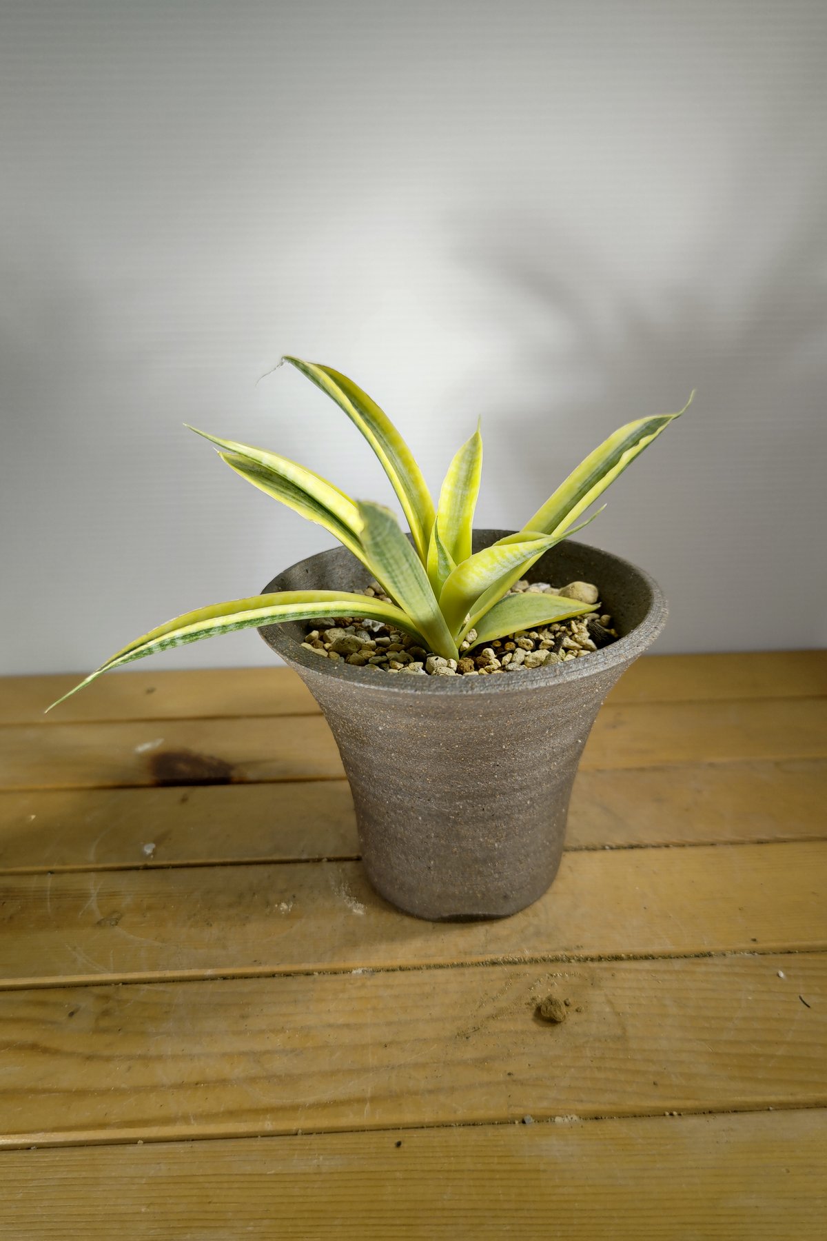 サンセベリア サイアムゴールド 1 | いかれ植物屋 CrazyMenAdventure